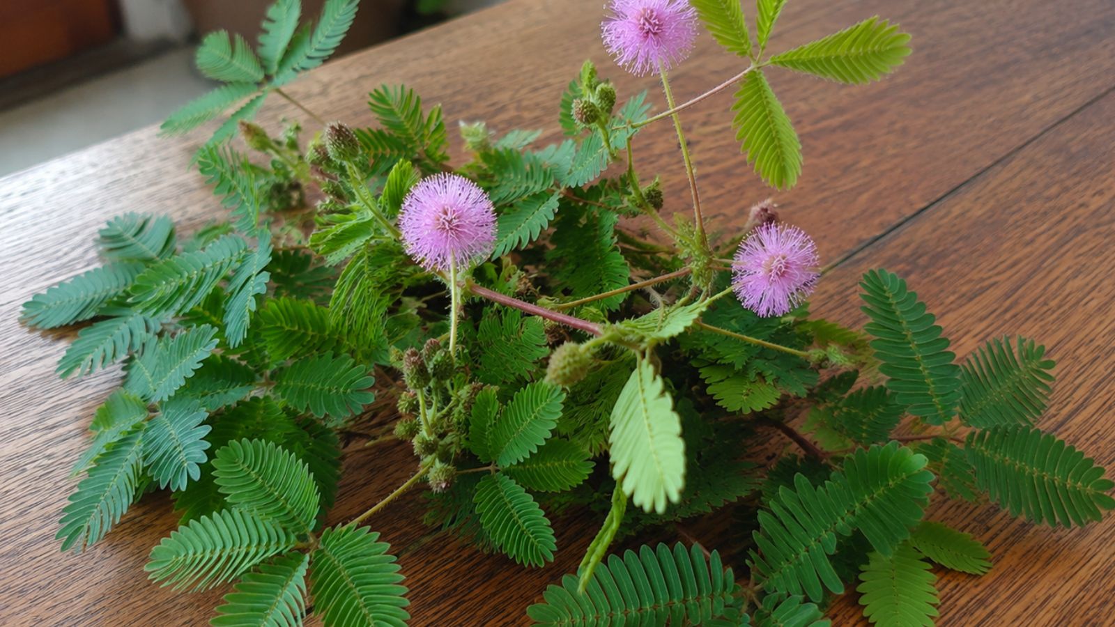 Mimosa pudica - daun putri malu untuk ramuan sakit pinggang
